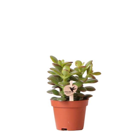 Crassula Minor h11cm - succulente- La Green Touch - Image 1