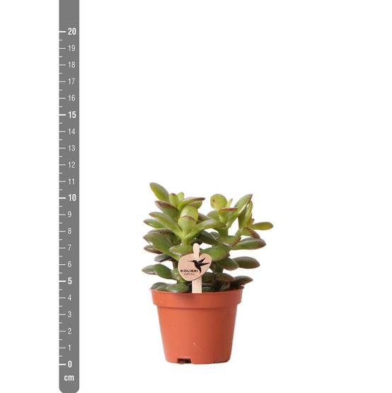 Crassula Minor h11cm - succulente- La Green Touch - Image 2
