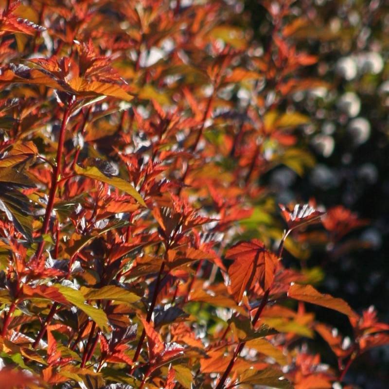 Physocarpus Diable d'Or® 'Mindia', Physocarpe à fleurs Blanche - feuillage Caduc - Pot de 3L - 40/60 cm-  hauteur à maturité De 2,50 m à 3,00 m