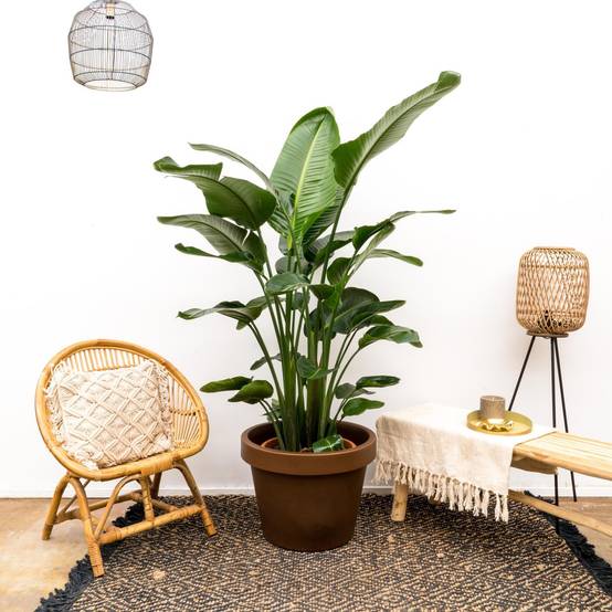 Strelitzia Nicolai de Luxe Xxl - D40 H250cm - Image 2