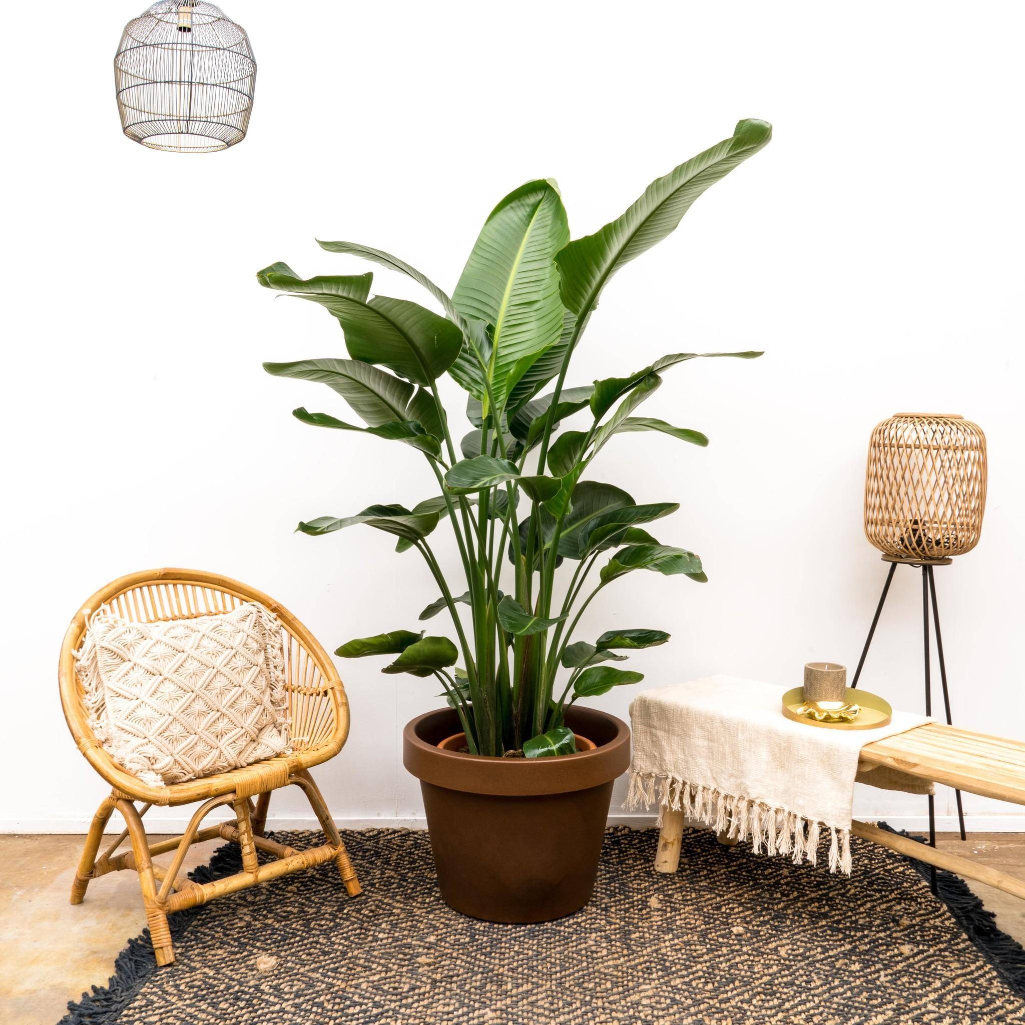Strelitzia Nicolai de Luxe Xxl - D40 H250cm - Image 2