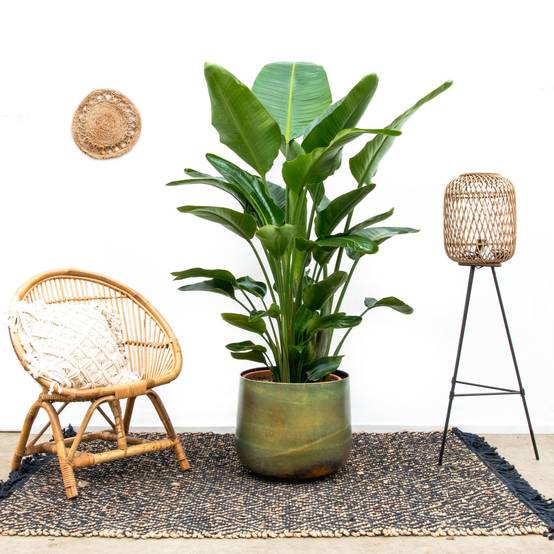 Strelitzia Nicolai de Luxe Xxl - D40 H250cm - Image 3