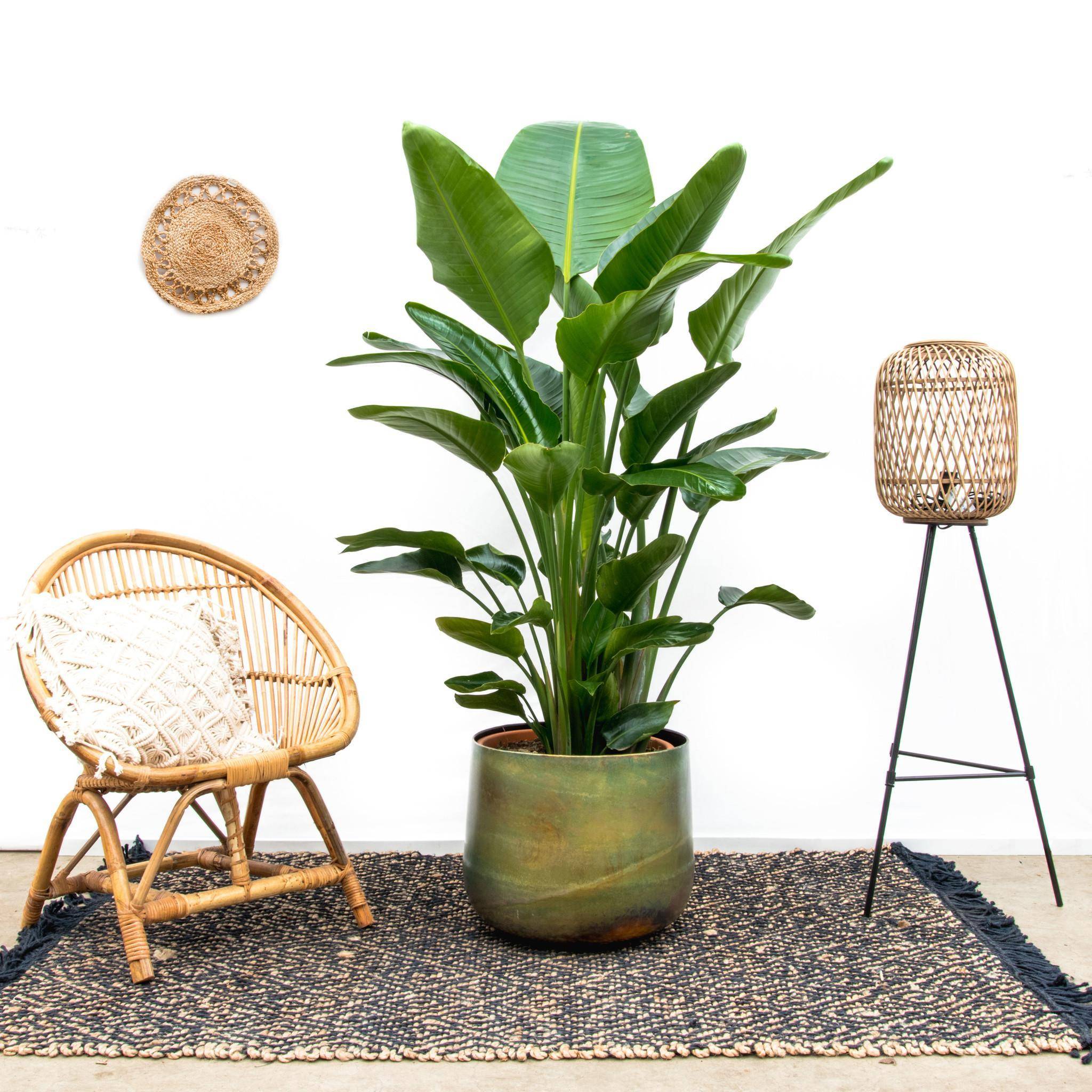 Strelitzia Nicolai de Luxe Xxl - D40 H250cm - Image 3