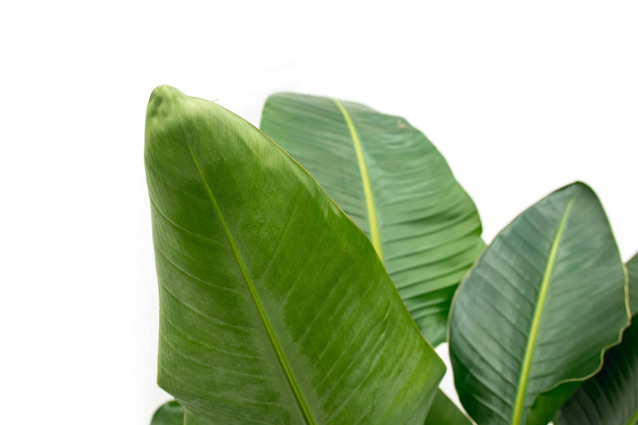 La Green Touch - Strelitzia Nicolai de Luxe Xxl - D40 H250cm - Image 7