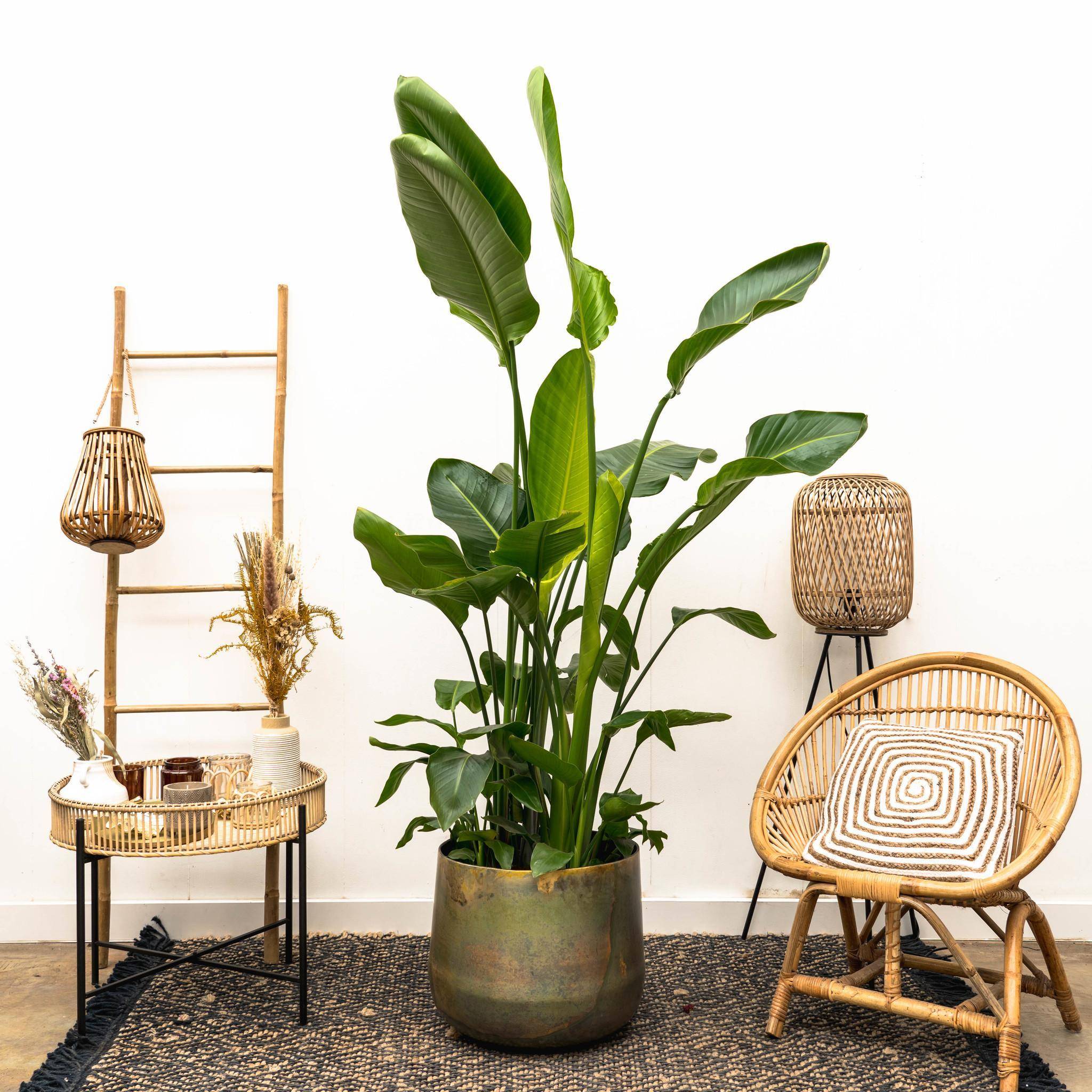 Strelitzia Nicolai de Luxe Xxl - D40 H250cm - Image 1