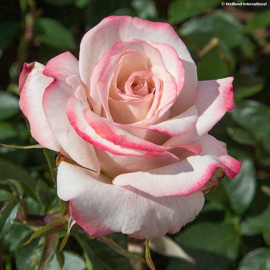 Rosier à grandes fleurs Lyon Lumières Pot de 4L/5L