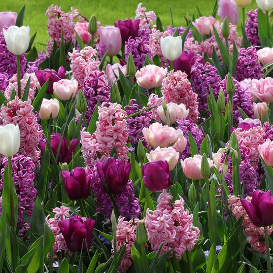 Promesse de Fleurs - Collection Harmonie romantique - Collection de 50 plantes