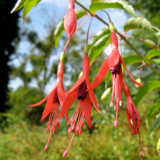 Fuchsia magellanica var. gracilis Godet de 8/9 cm - Image 1