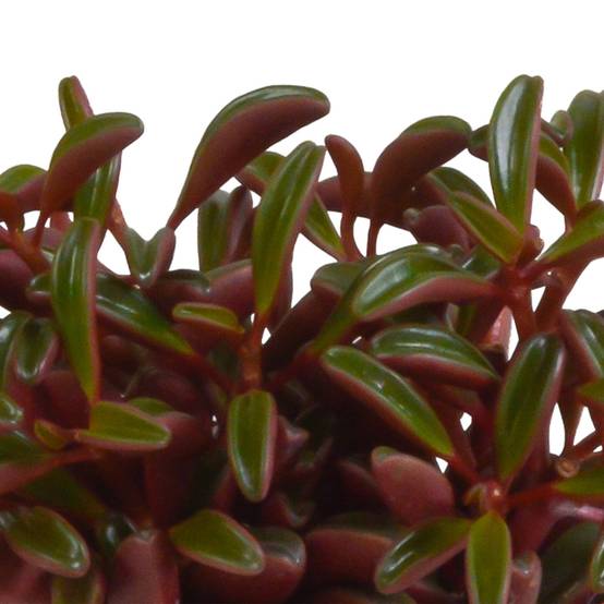 Peperomia graveolens et son cache-pot terracotta h20cm- La Green Touch - Image 2