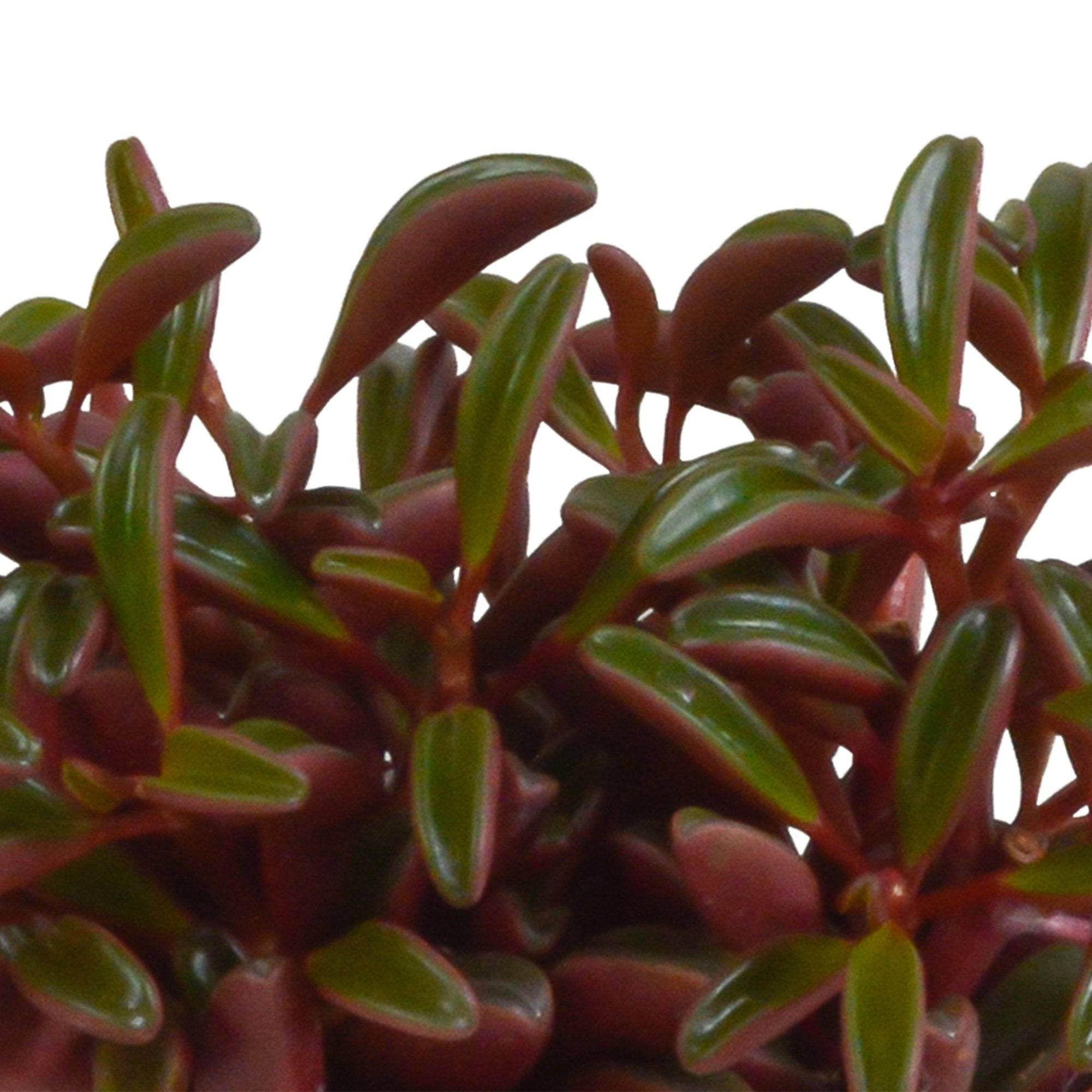 Peperomia graveolens et son cache-pot terracotta h20cm- La Green Touch - Image 2