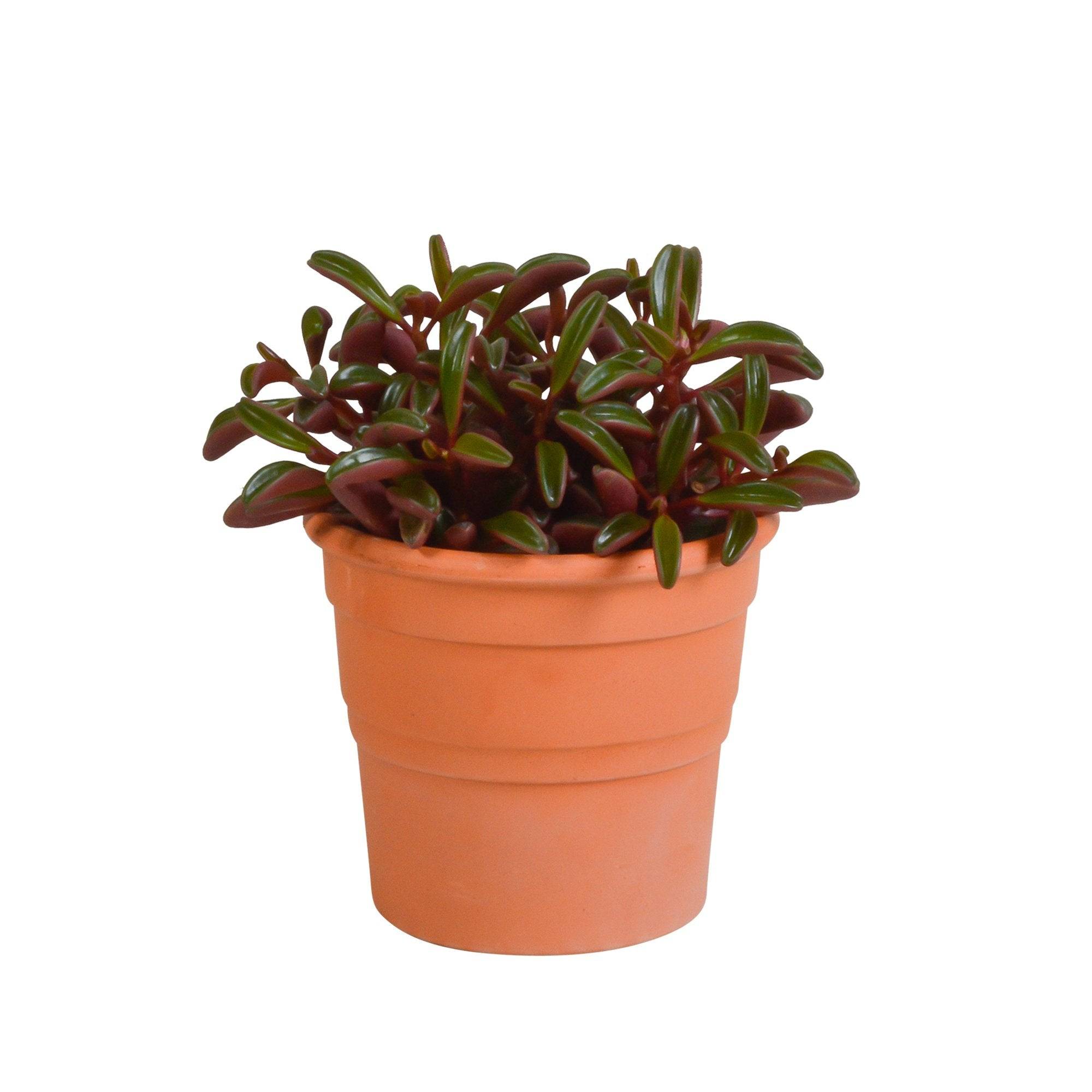 Peperomia graveolens et son cache-pot terracotta h20cm- La Green Touch