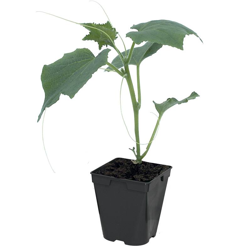 Plant de cornichon Parigyno f1  pot de 0,5 litre - Image 2