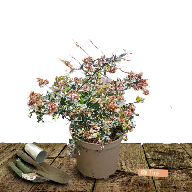 Abelia prostré, Abélia à grandes fleurs à fleurs Blanche - feuillage Persistant - Pot de 3L - 20/40 cm-  hauteur à maturité De 0,50 m à 1,00 m - Image 2