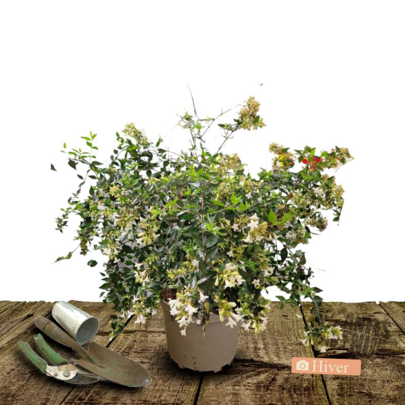 Abelia prostré, Abélia à grandes fleurs à fleurs Blanche - feuillage Persistant - Pot de 3L - 20/40 cm-  hauteur à maturité De 0,50 m à 1,00 m - Image 4