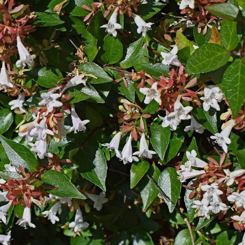 Abelia prostré, Abélia à grandes fleurs à fleurs Blanche - feuillage Persistant - Pot de 3L - 20/40 cm-  hauteur à maturité De 0,50 m à 1,00 m - Image 1