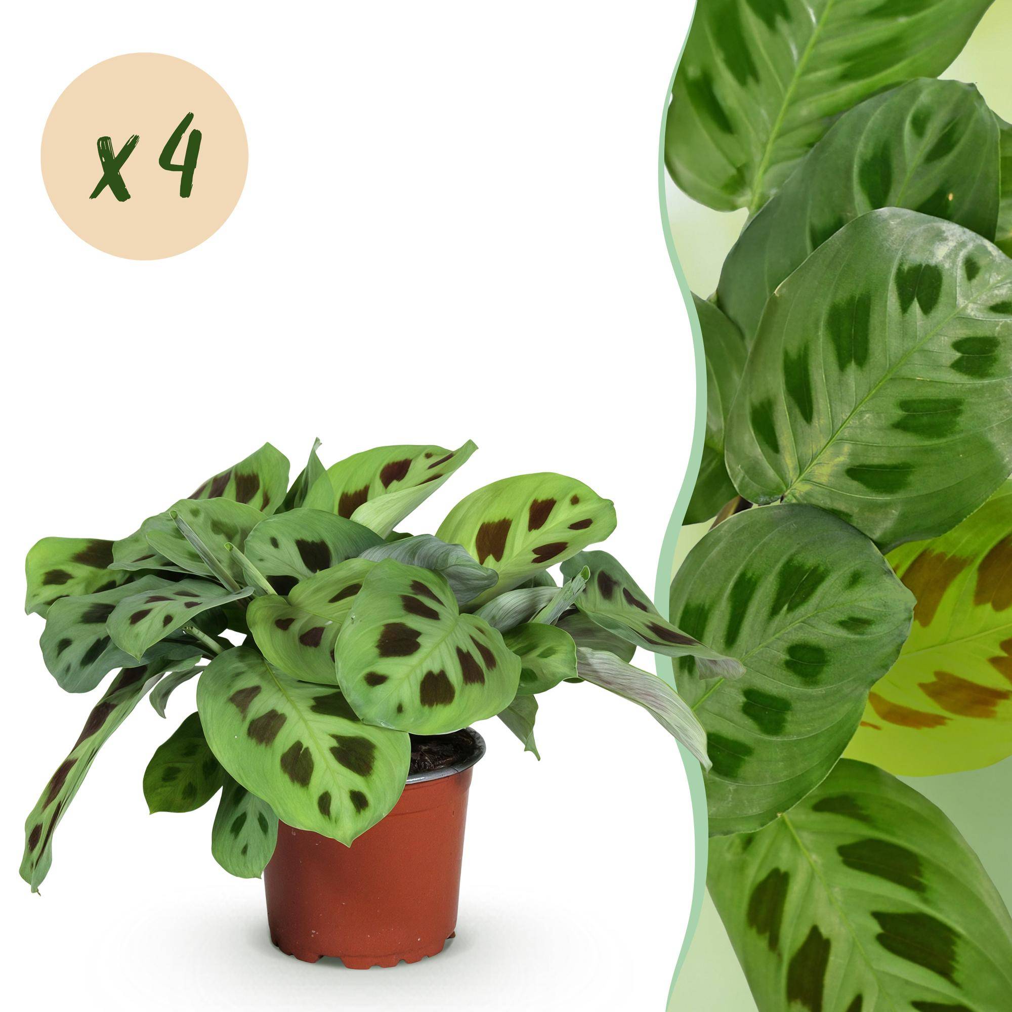 Maranta Fascinator Kerchoveana - Plante de prière - Pot de 12cm - Hauteur 30-35cm - 4 plantes - Plantes d'intérieur - Image 1