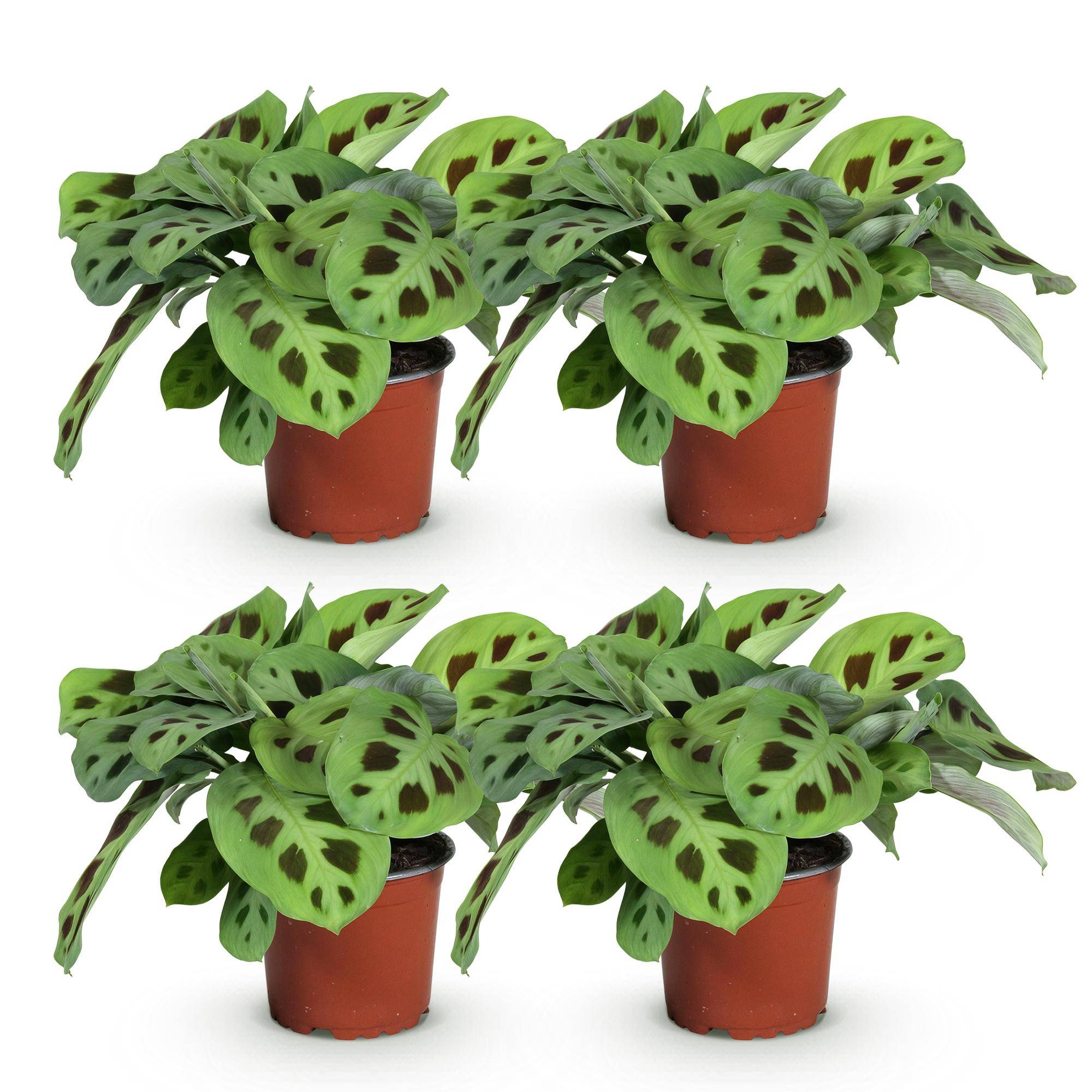 Maranta Fascinator Kerchoveana - Plante de prière - Pot de 12cm - Hauteur 30-35cm - 4 plantes - Plantes d'intérieur - Image 2