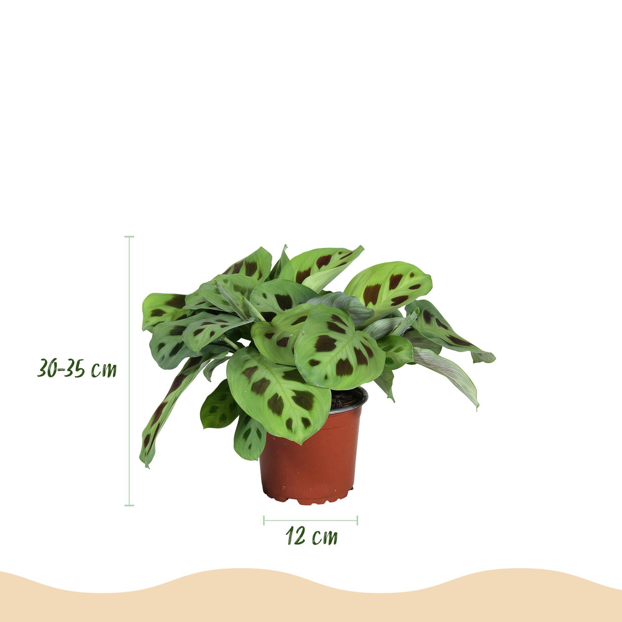 Maranta Fascinator Kerchoveana - Plante de prière - Pot de 12cm - Hauteur 30-35cm - 4 plantes - Plantes d'intérieur - Image 3