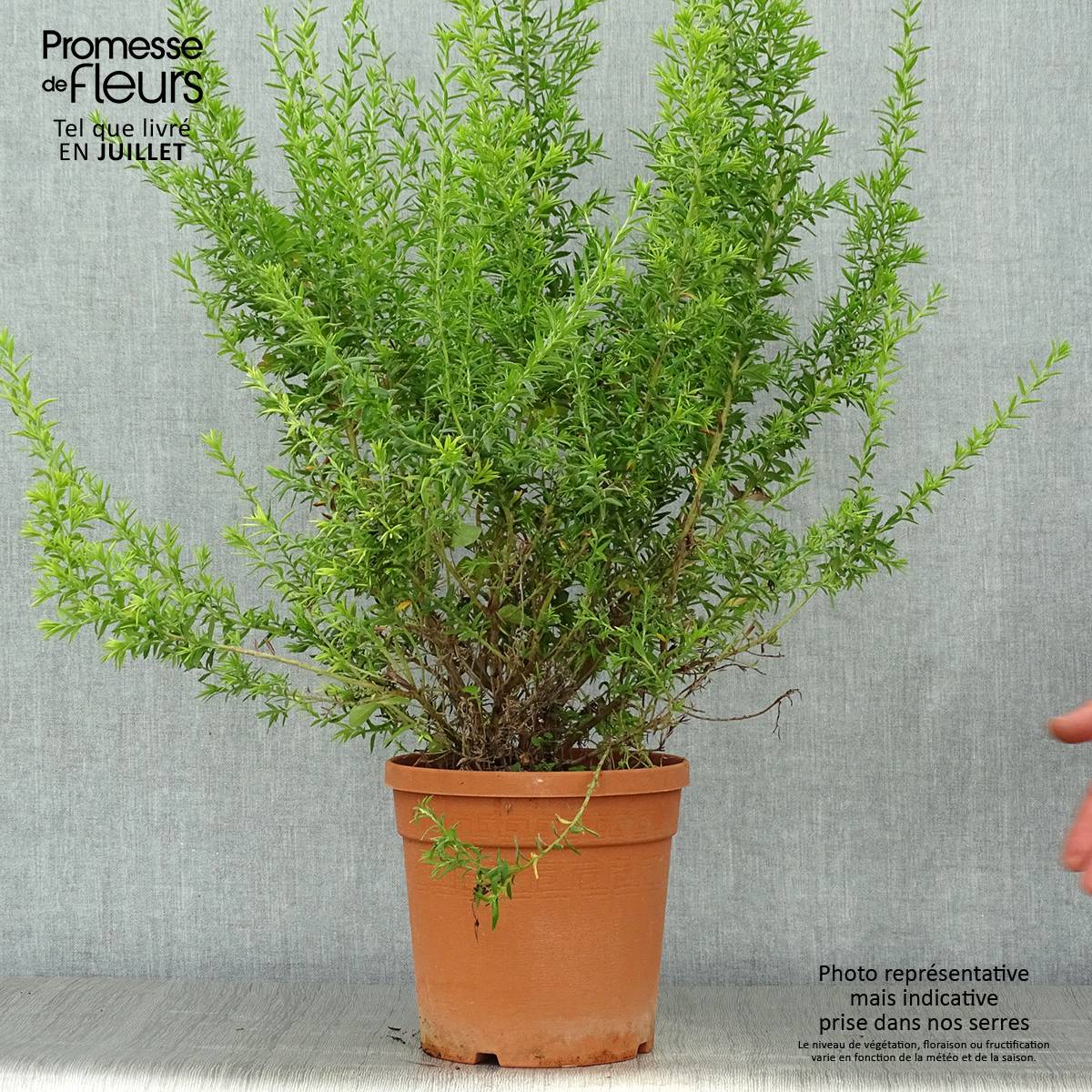 Promesse de Fleurs - Grevillea gracilis Clearview David Pot de 2L/3L, Buisson - Image 2