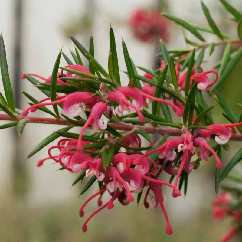 Promesse de Fleurs - Grevillea gracilis Clearview David Pot de 2L/3L, Buisson - Image 1