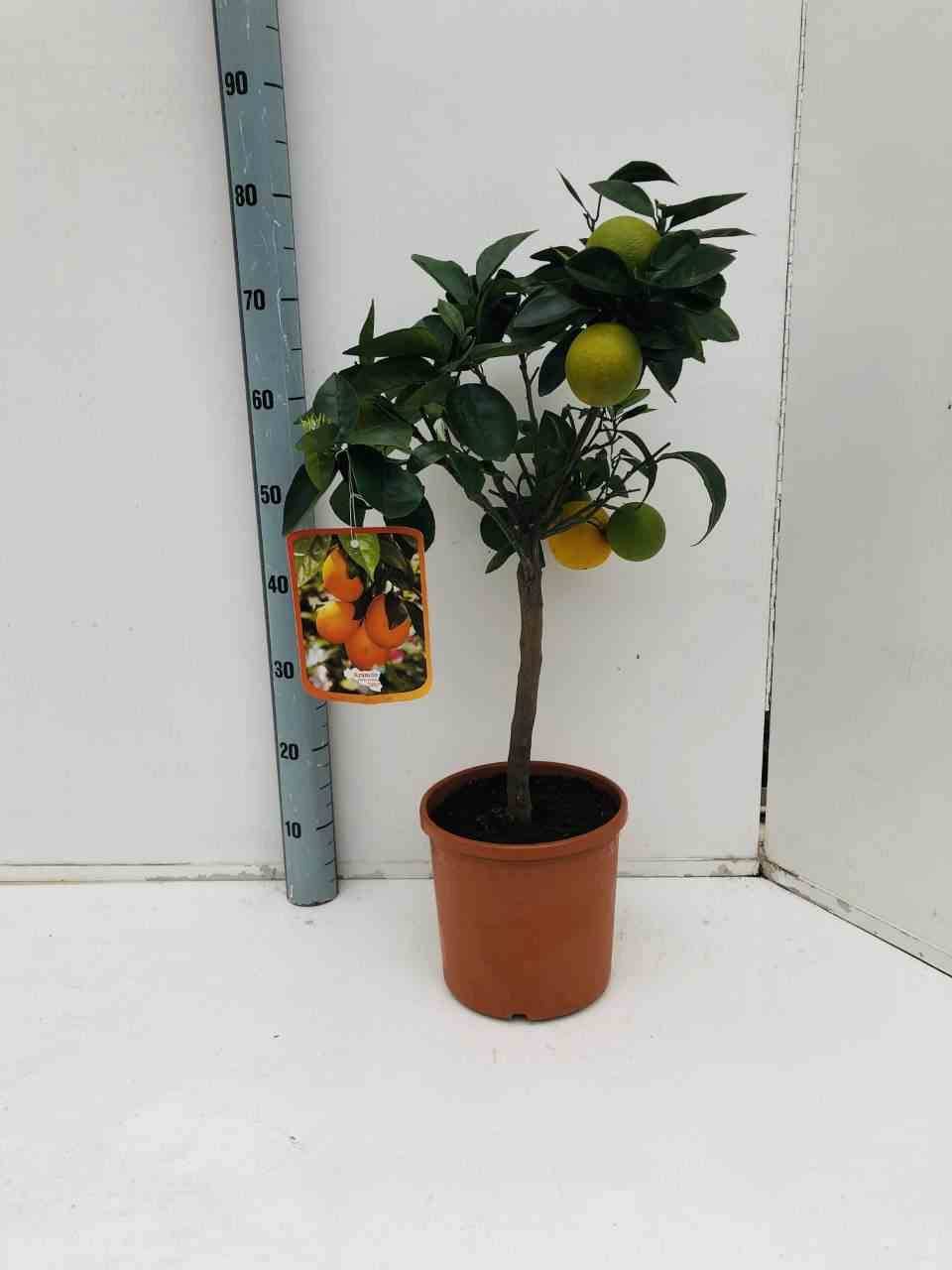0 - Citrus sinensis (oranger) Pot de 10 litres - 120/140 cm