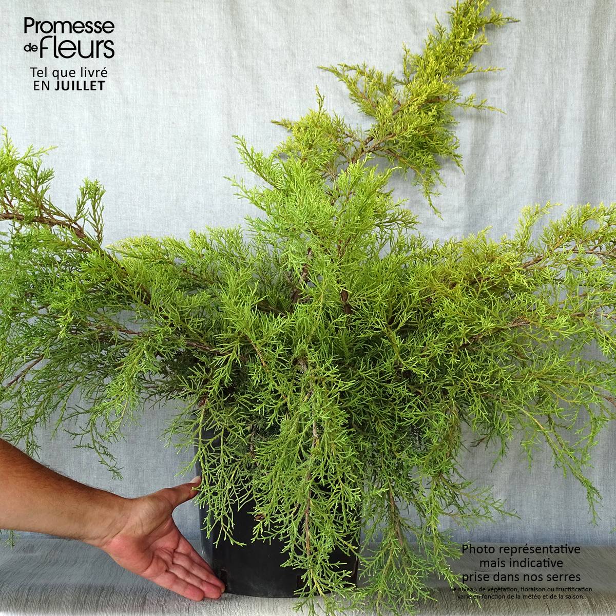 Genévrier - Juniperus x media Pfitzeriana Aurea Pot de 7,5L/10L - Image 2