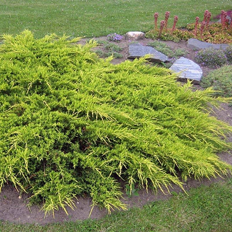 Genévrier - Juniperus x media Pfitzeriana Aurea Pot de 7,5L/10L - Image 1