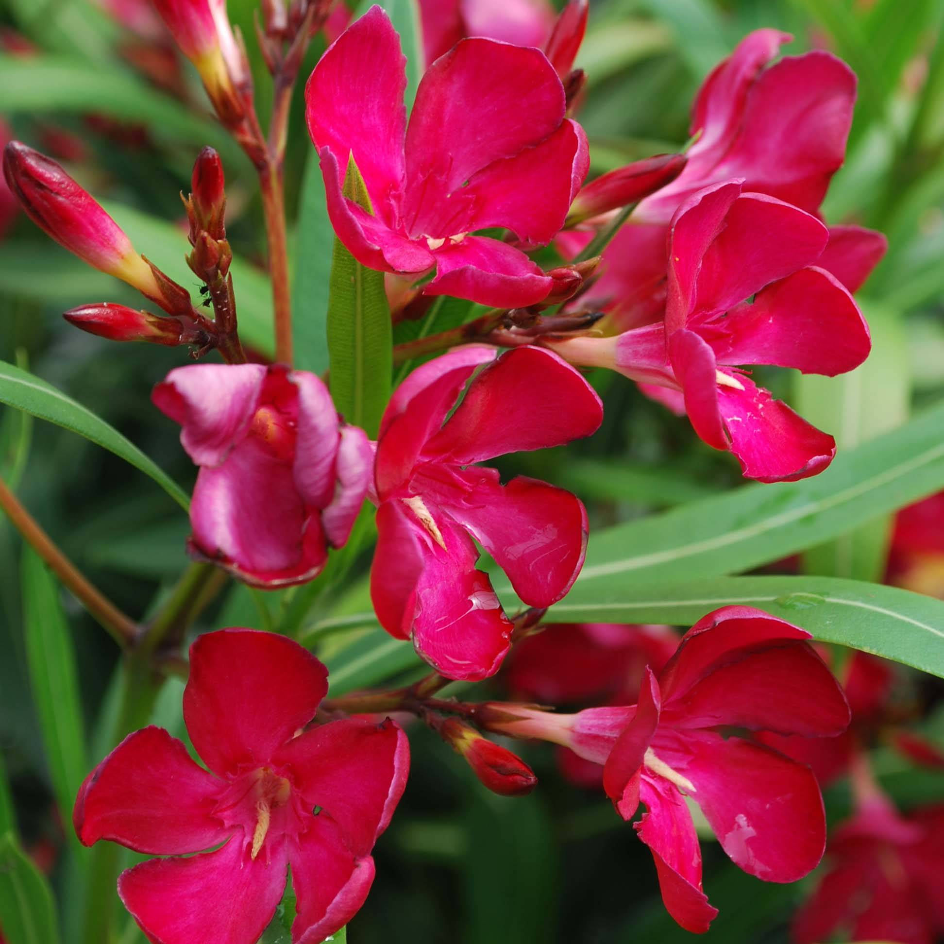 Laurier rose - Nerium oleander Rouge Simple Pot de 6L/7L