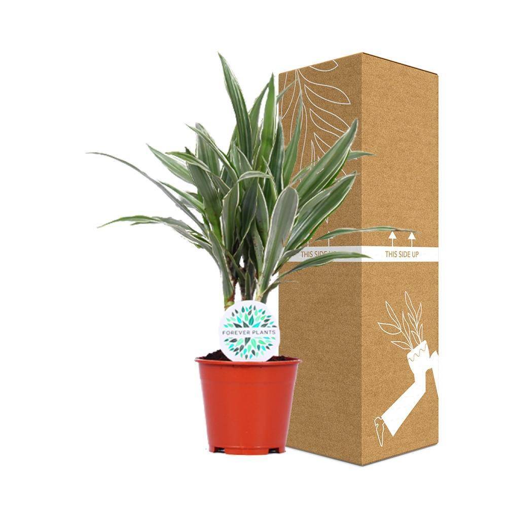 La Green Touch - Dracaena 'Warneckei' 55cm - Plante d'intérieur- La Green Touch - Image 4