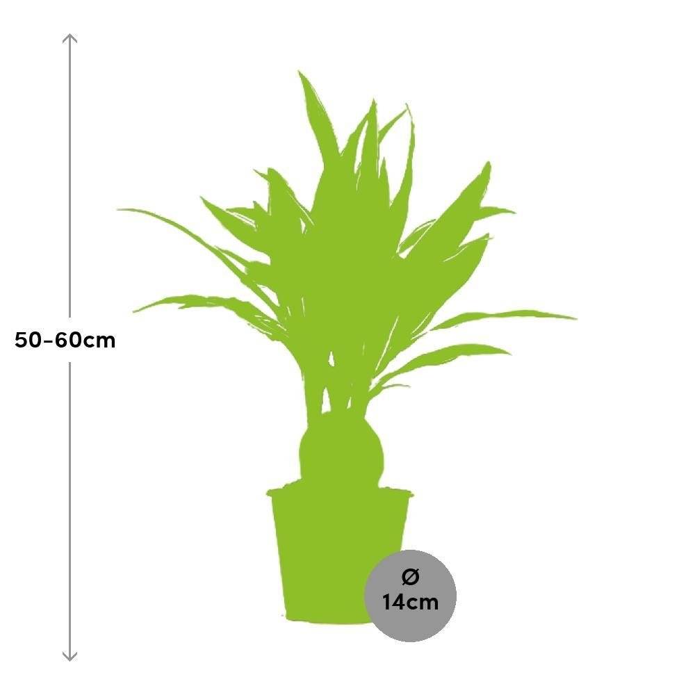 La Green Touch - Dracaena 'Warneckei' 55cm - Plante d'intérieur- La Green Touch - Image 3