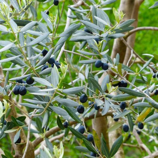 Olivier Commun (Olea Europaea 'Sylvestris') - Godet - Taille 20/40cm - Pépinières Naudet - Image 1