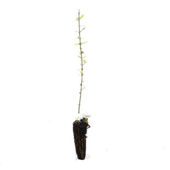 Olivier Commun (Olea Europaea 'Sylvestris') - Godet - Taille 20/40cm - Pépinières Naudet - Image 2