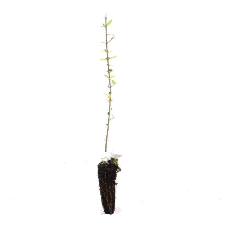 Olivier Commun (Olea Europaea 'Sylvestris') - Godet - Taille 20/40cm - Pépinières Naudet - Image 2