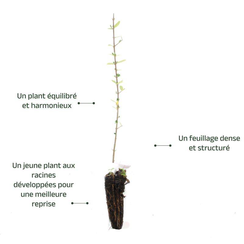 Olivier Commun (Olea Europaea 'Sylvestris') - Godet - Taille 20/40cm - Pépinières Naudet - Image 3