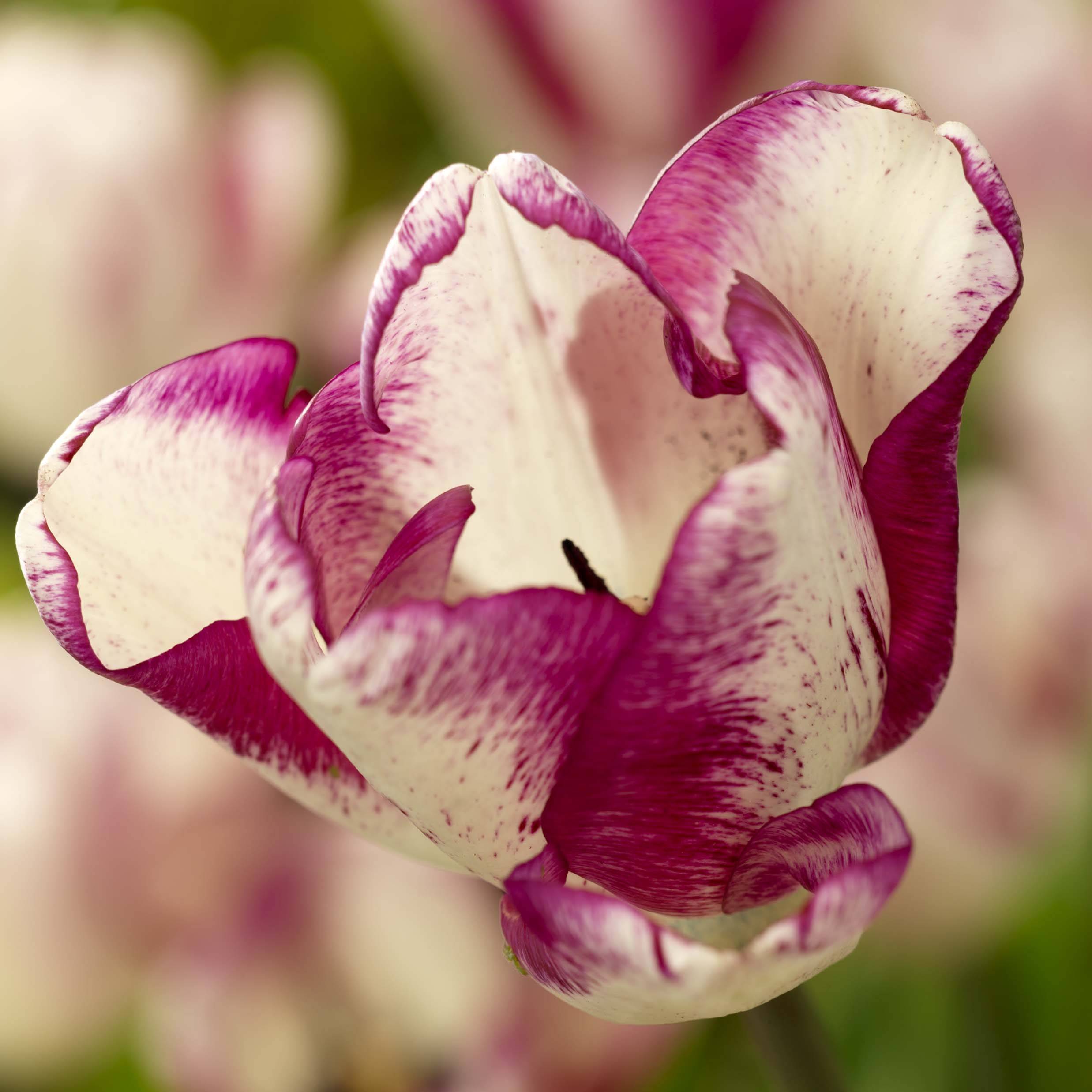 Promesse de Fleurs - Tulipe triomphe Shiun Bulbe calibre 11+ (par 10)