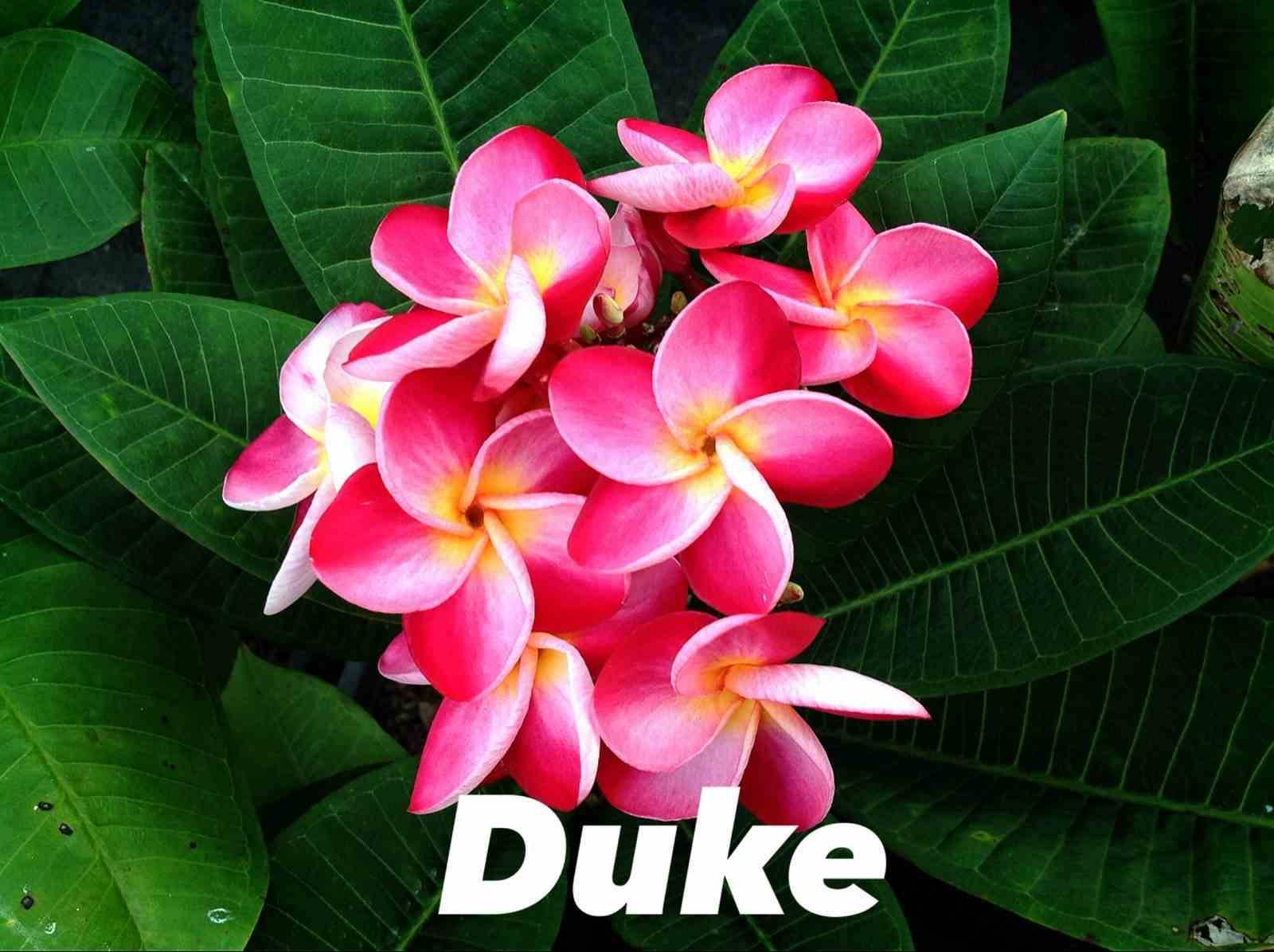 Sans Marque - Plumeria rubra "Duke" (frangipanier) Couleur floraison:Rose - Taille:Pot de 2 litres ? 20/30 cm