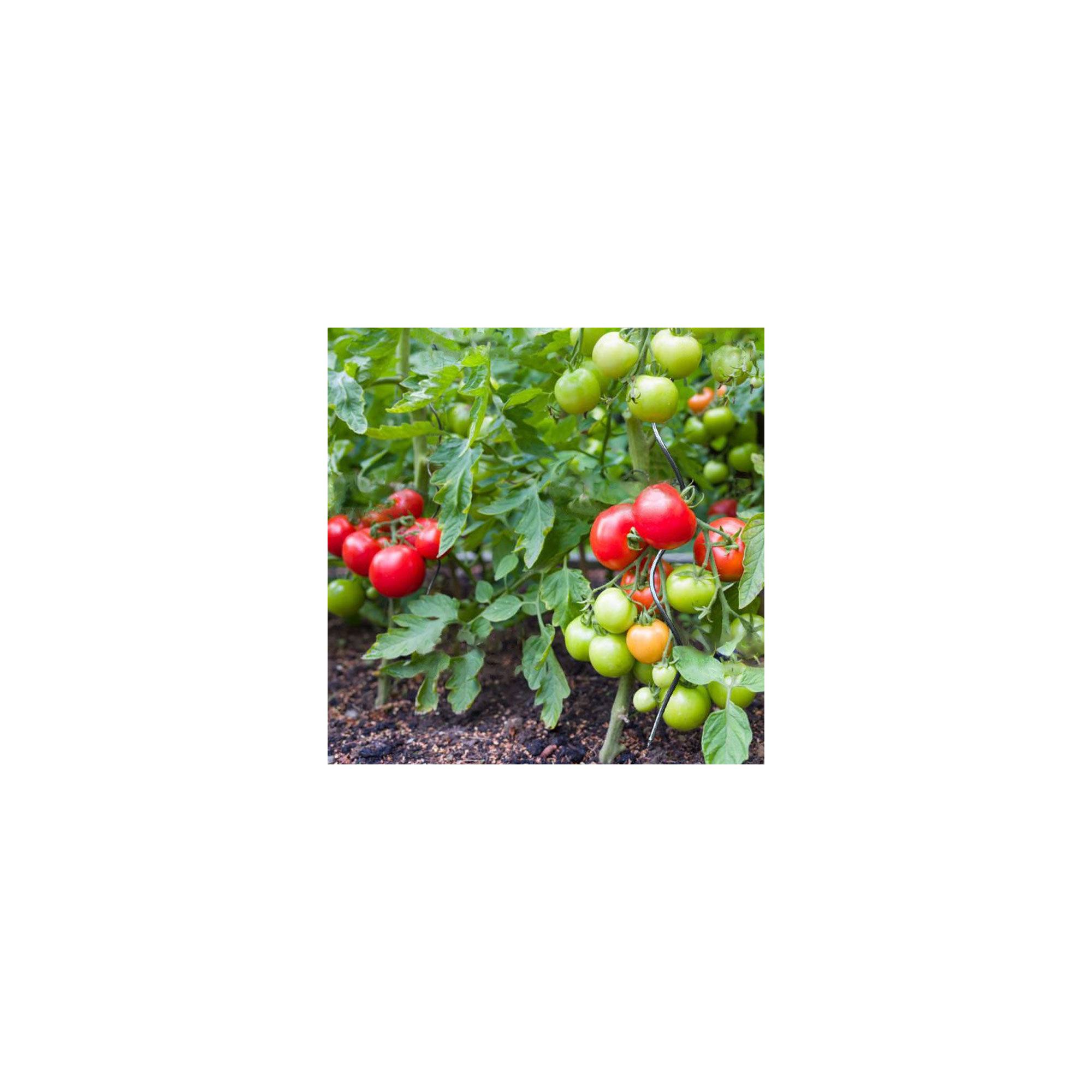Sans Marque - Lot de 10 tuteurs spirales pour tomates – En acier – Hauteur : 200 cm - Image 2