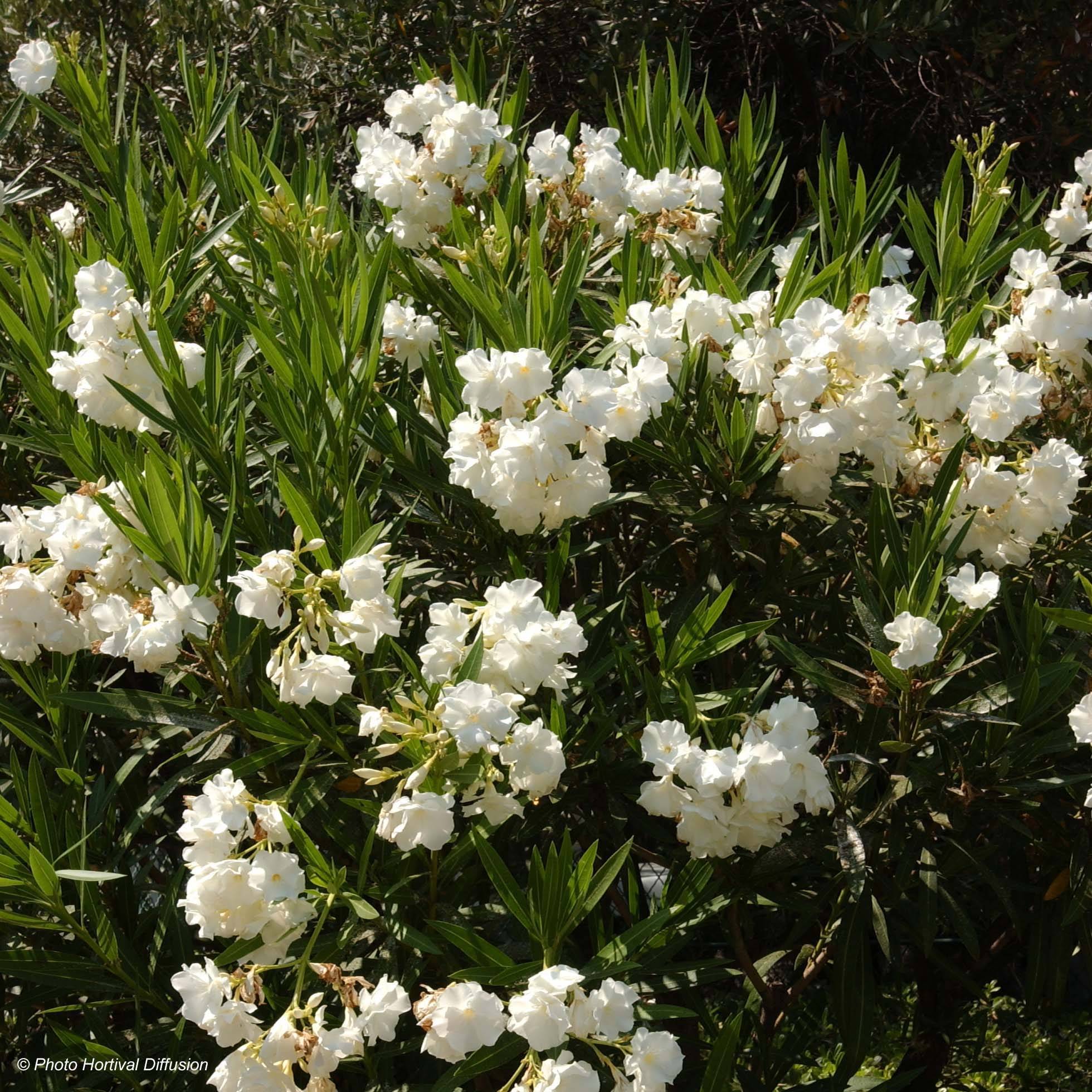 Laurier rose - Nerium oleander Blanc Pot de 6L/7L