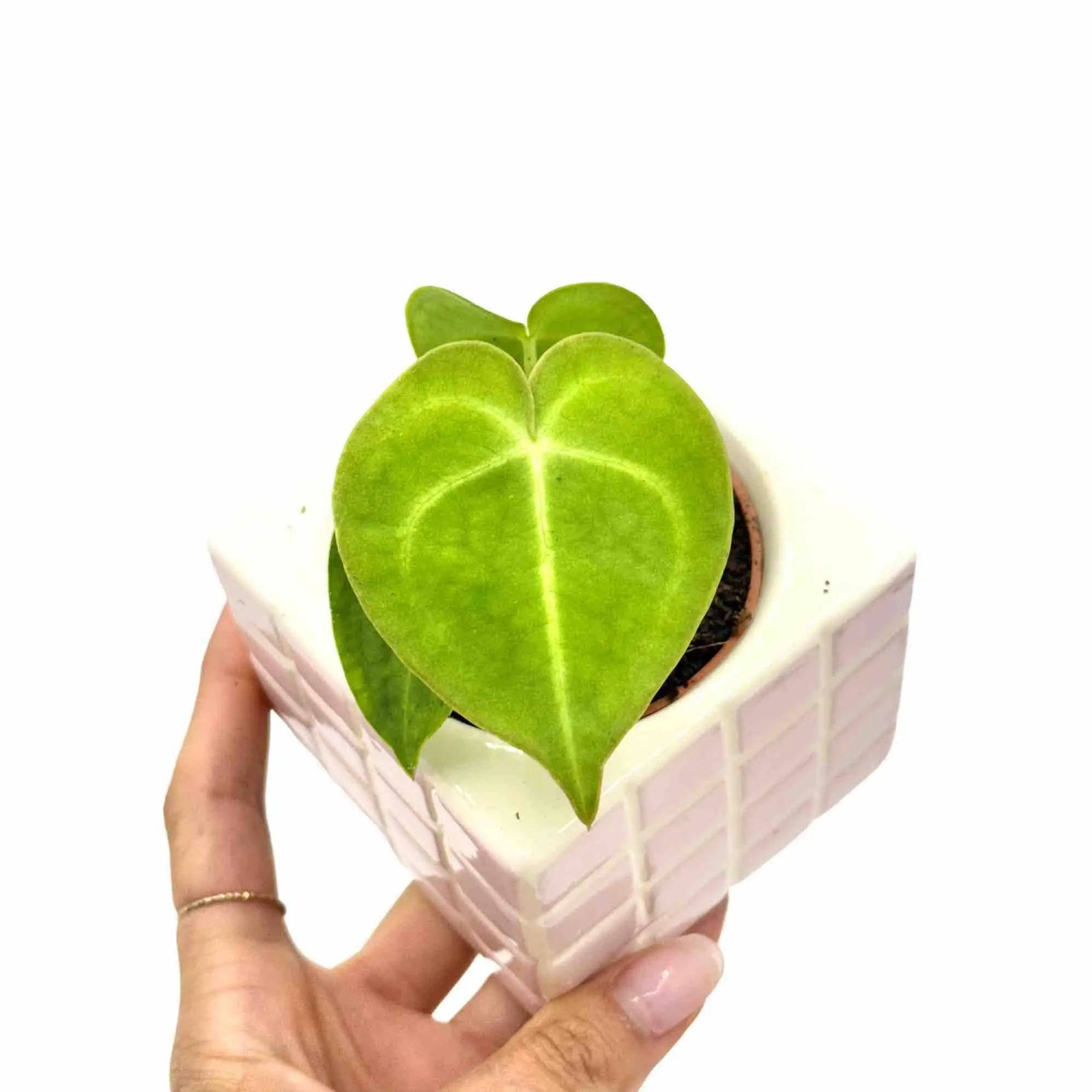 Anthurium Clarinervium - Pot de 12cm - Plantes d'intérieur - Image 6