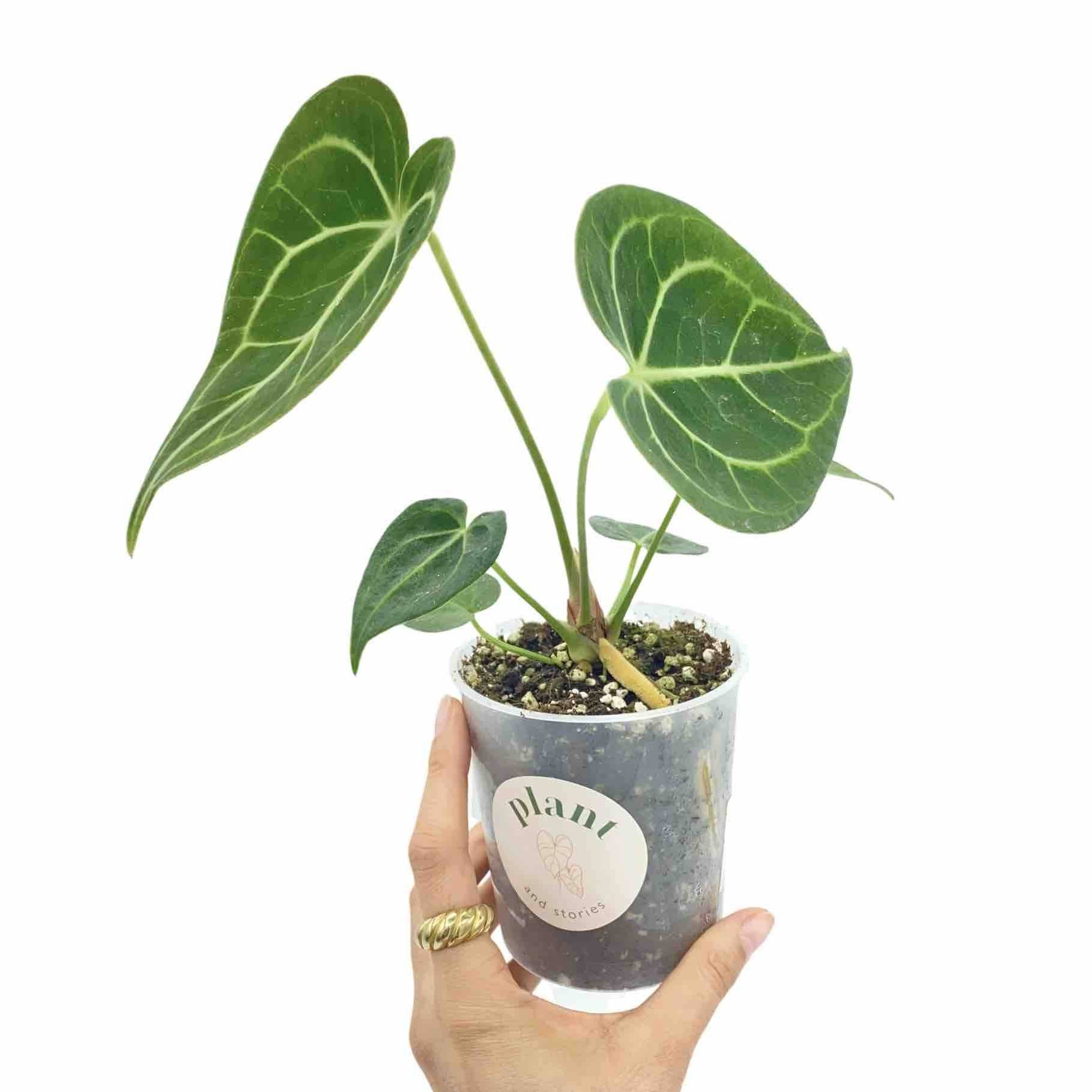 Anthurium Clarinervium - Pot de 12cm - Plantes d'intérieur - Image 5