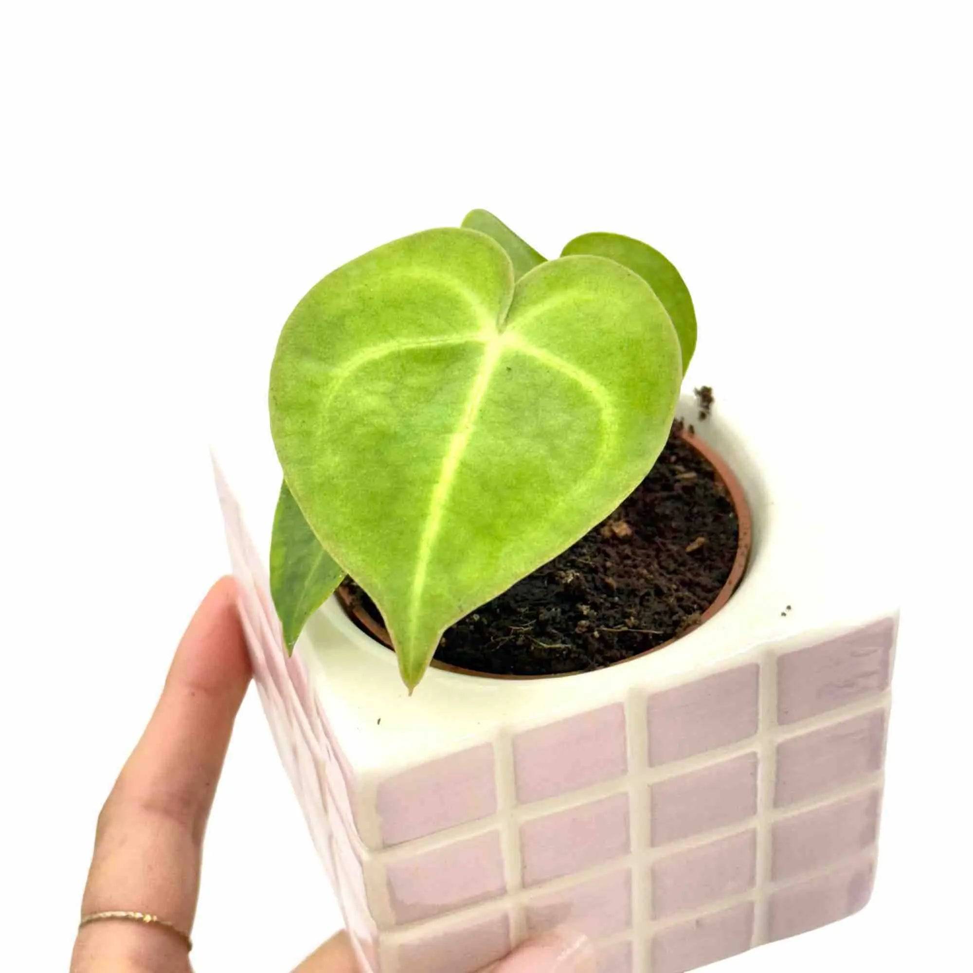 Anthurium Clarinervium - Pot de 12cm - Plantes d'intérieur - Image 7