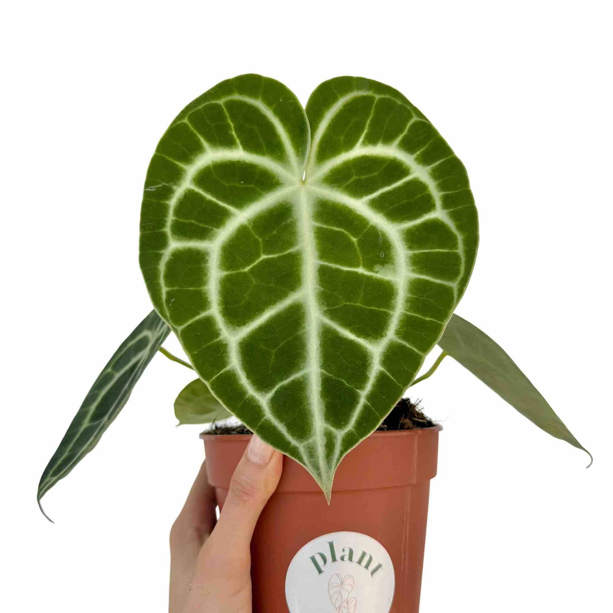 Anthurium Clarinervium - Pot de 12cm - Plantes d'intérieur - Image 1