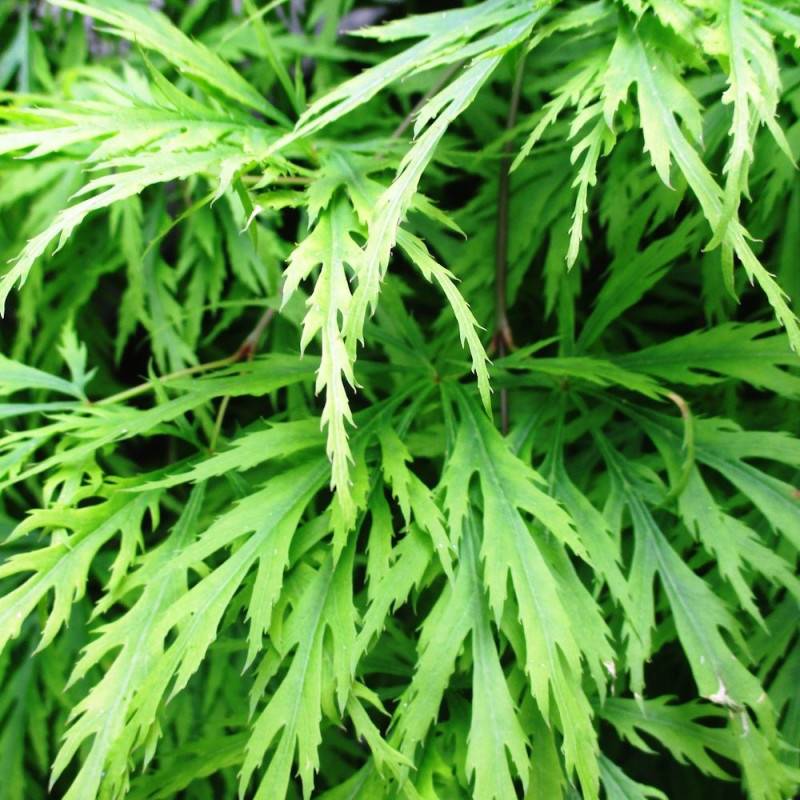 Érable du Japon Dissectum Shinonome, Acer palmatum - Pot de 4L - 40/60 cm - Image 2