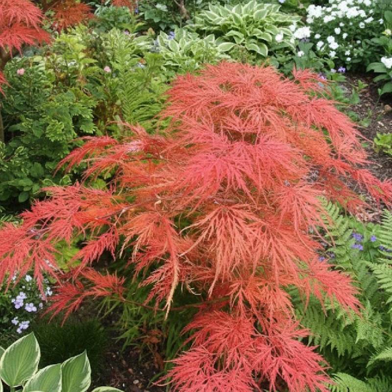 Érable du Japon Dissectum Shinonome, Acer palmatum - Pot de 4L - 40/60 cm - Image 4