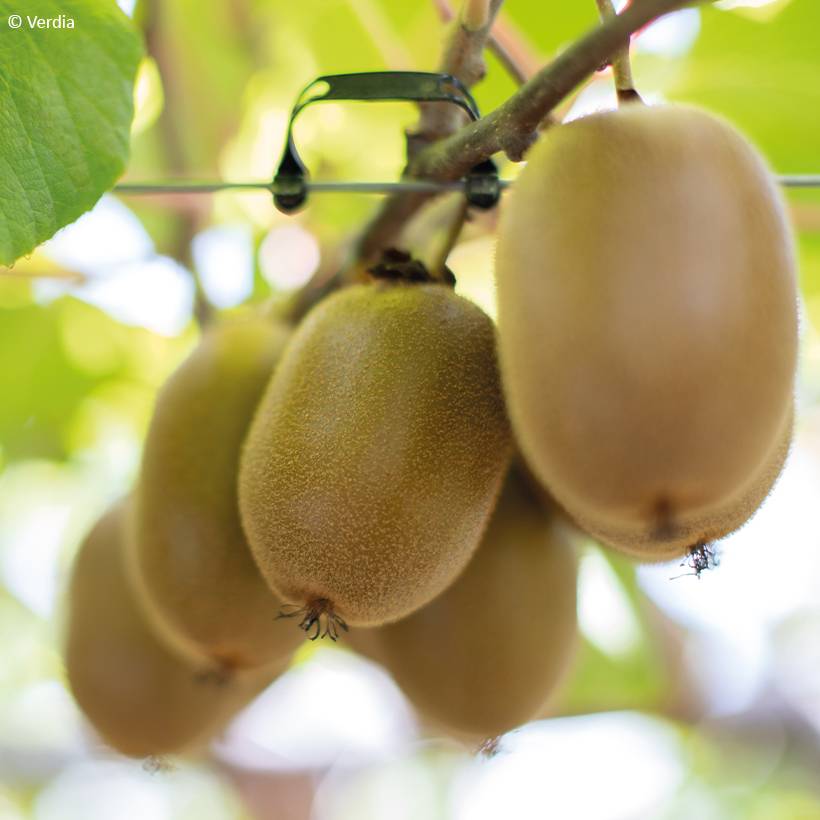 Promesse de Fleurs - Kiwi jaune kiw'Happy femelle - Actinidia deliciosa Pot de 2L/3L