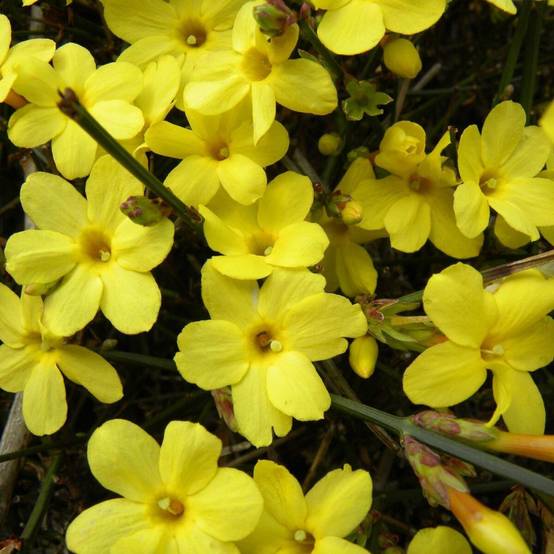 Jasmin d'hiver nudiflorum à fleurs Jaune/ - feuillage Caduc - Pot de 2L - Tuteur bambou 60/90 cm