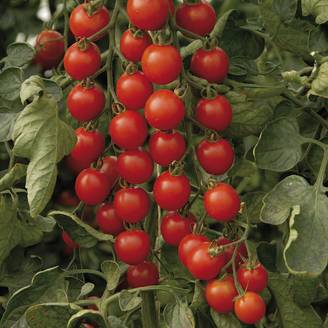 Tomate Supersweet 100 F1 - Tomate cerise le sachet de 10 graines environ