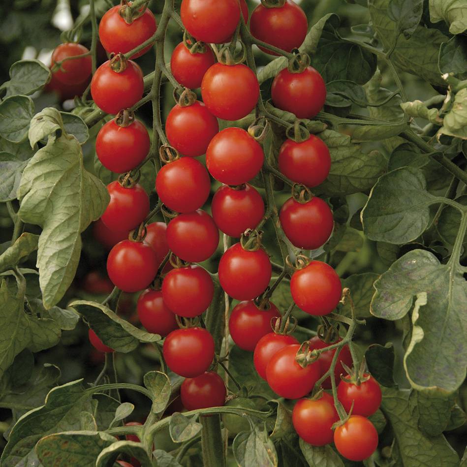 Tomate Supersweet 100 F1 - Tomate cerise le sachet de 10 graines environ