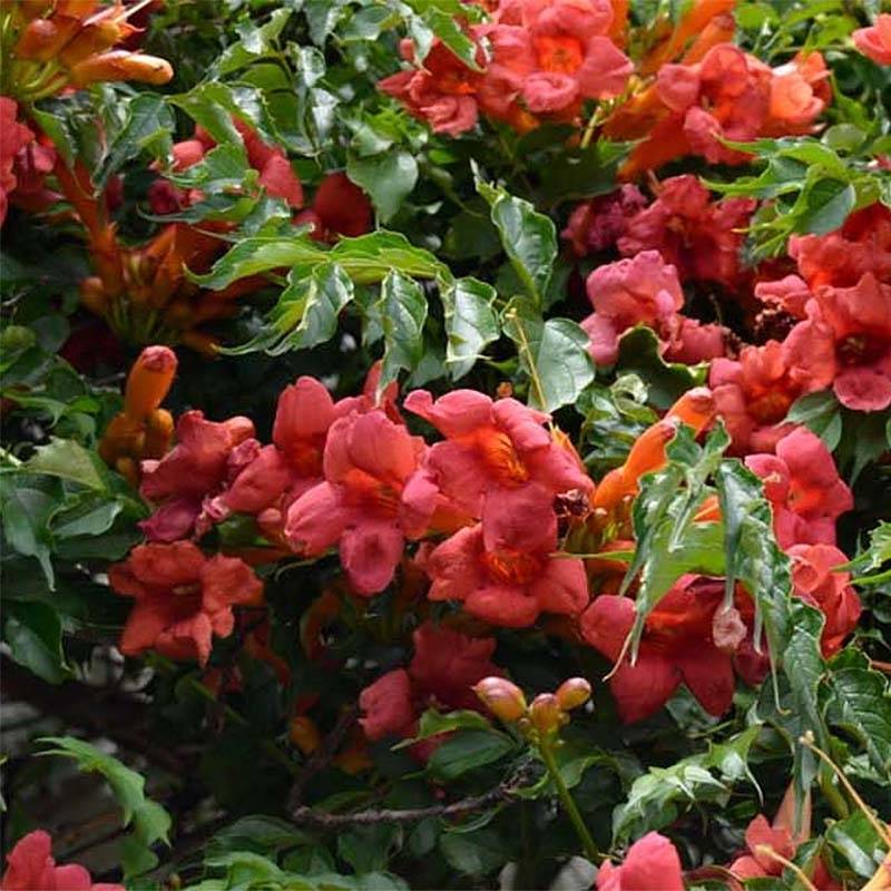 Bignone, Trompette de Virginie Atropurpurea - Campsis radicans Pot de 2L/3L
