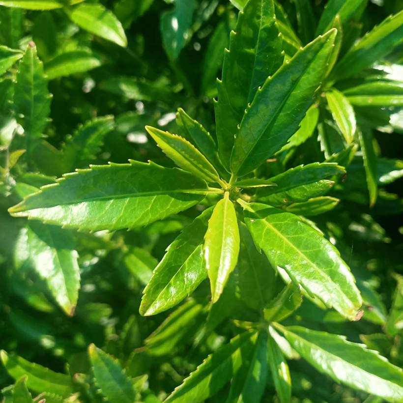 Laurier cerise - Prunus laurocerasus Sofia Pot de 3L/4L - Image 1